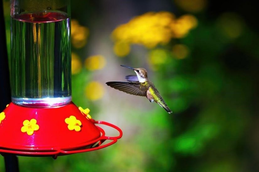 vicohome bird feeder manual