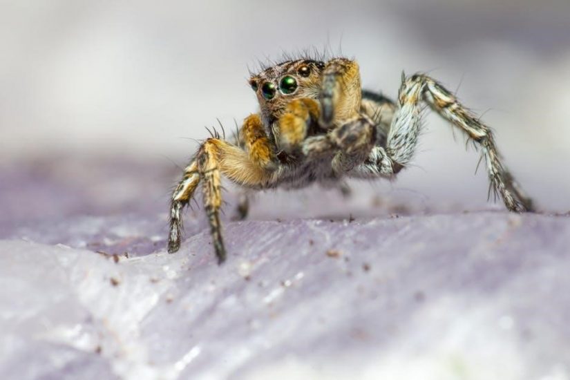jumping spider feeding guide